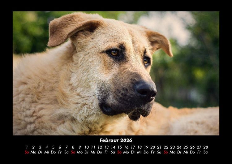 Produktbild: Hundezauber 2026 Fotokalender DIN A3