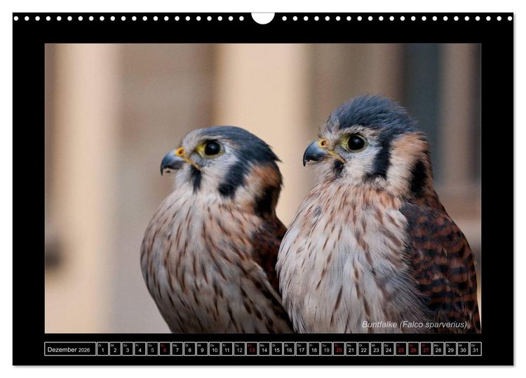 Produktbild: Falken im Flug und im Portr&auml;t (Wandkalender 2026 DIN A3 quer), CALVENDO Monatskalender