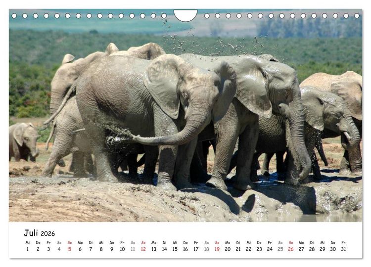 Produktbild: Afrikanische Elefanten in ADDO (Wandkalender 2026 DIN A4 quer), CALVENDO Monatskalender