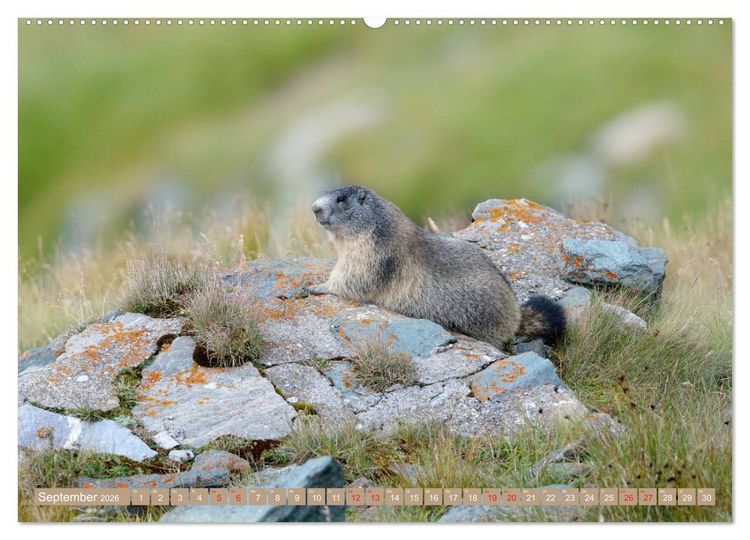 Produktbild: Alpenmurmeltiere in freier Wildbahn (hochwertiger Premium Wandkalender 2026 DIN A2 quer), Kunstdruck in Hochglanz
