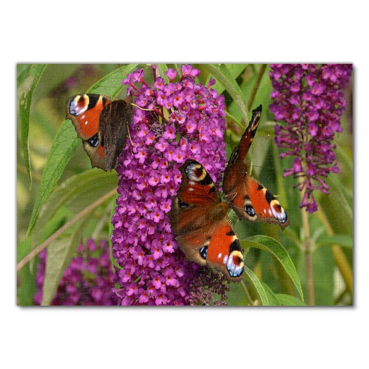 Produktbild: Lais Puzzle Schmetterlinge 500 Teile