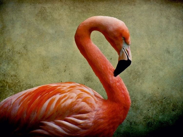 Produktbild: CALVENDO Puzzle Red Flamingo | 1000 Teile Lege-Gr&ouml;&szlig;e 64x48cm Foto-Puzzle f&uuml;r gl&uuml;ckliche Stunden