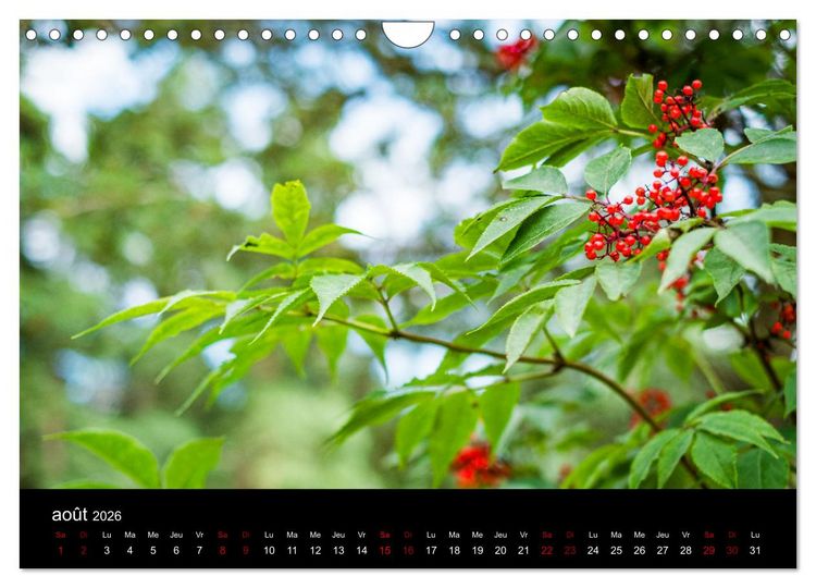 Produktbild: Nature sud de la France (Calendrier mural 2026 DIN A4 vertical), CALVENDO calendrier mensuel