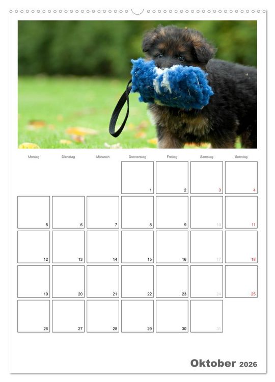 Produktbild: Deutscher Sch&auml;ferhund - Welpen, Planer (hochwertiger Premium Wandkalender 2026 DIN A2 hoch), Kunstdruck in Hochglanz