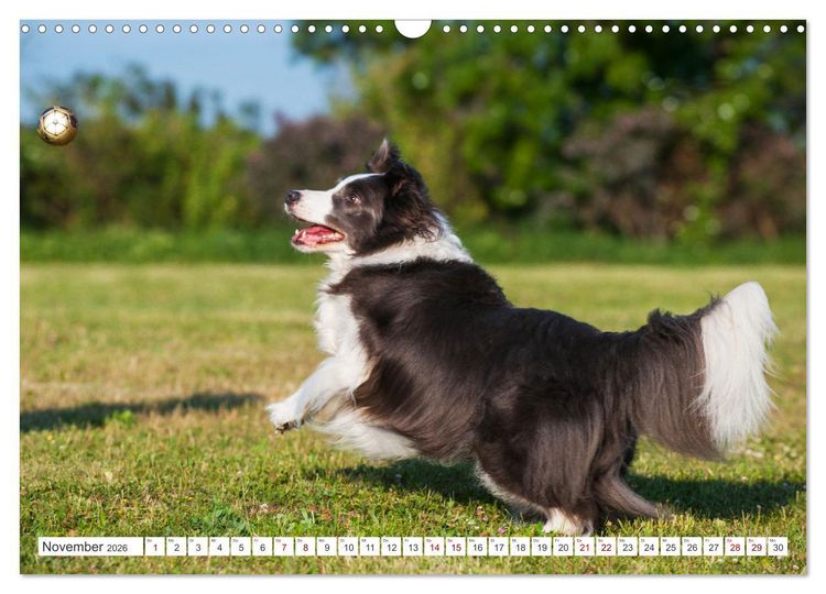 Produktbild: Border Collie - Das Universalgenie unter den Hunden (Wandkalender 2026 DIN A3 quer), CALVENDO Monatskalender