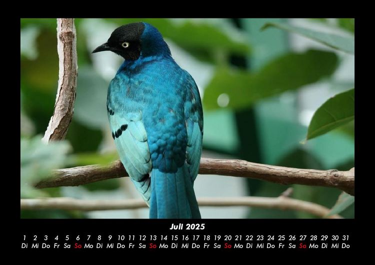 Produktbild: Vogelparadies 2025 Fotokalender DIN A3