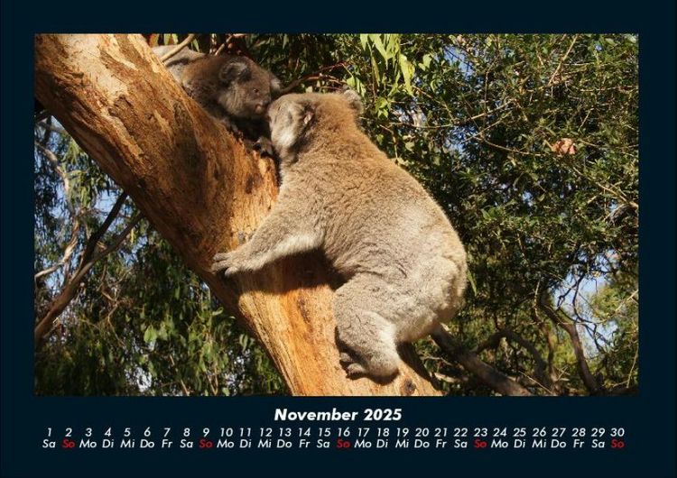 Produktbild: Koala 2025 Fotokalender DIN A4