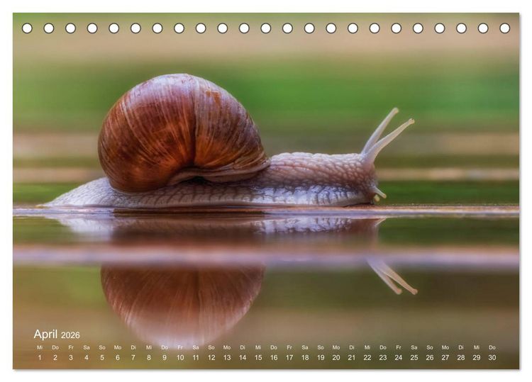 Produktbild: Eine Safari im Garten (Tischkalender 2026 DIN A5 quer), CALVENDO Monatskalender