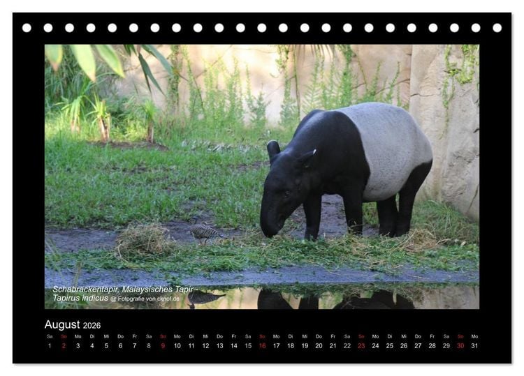 Produktbild: Wildtiere (Tischkalender 2026 DIN A5 quer), CALVENDO Monatskalender