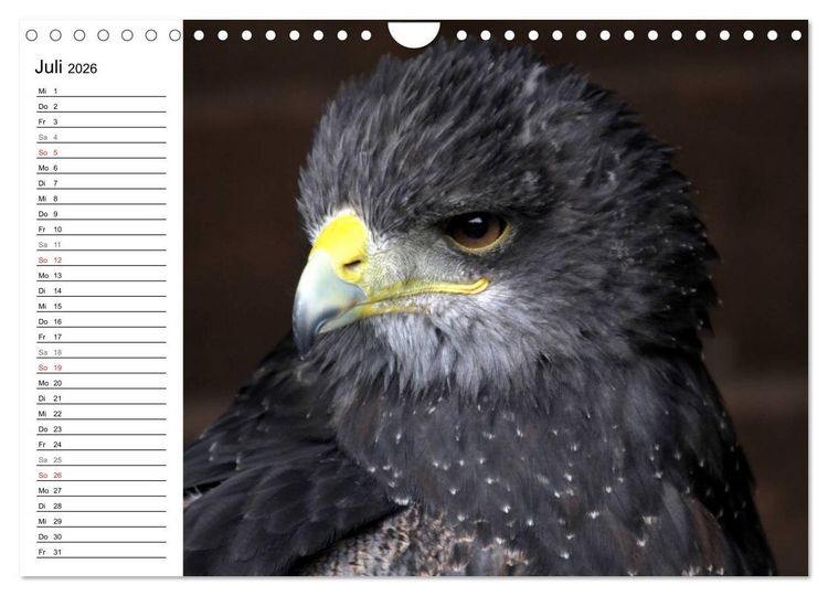 Produktbild: Greifv&ouml;gel, Eulen und K&auml;uze (Wandkalender 2026 DIN A4 quer), CALVENDO Monatskalender