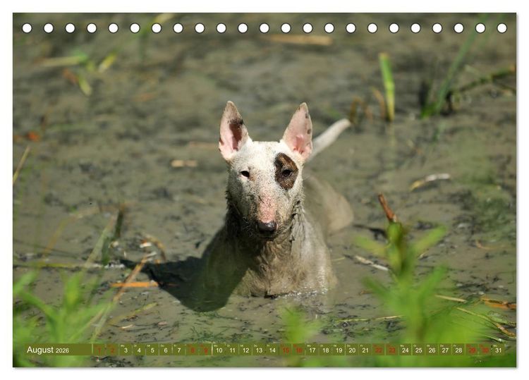 Produktbild: Bullterrier, Powerpakete auf 4 Pfoten (Tischkalender 2026 DIN A5 quer), CALVENDO Monatskalender