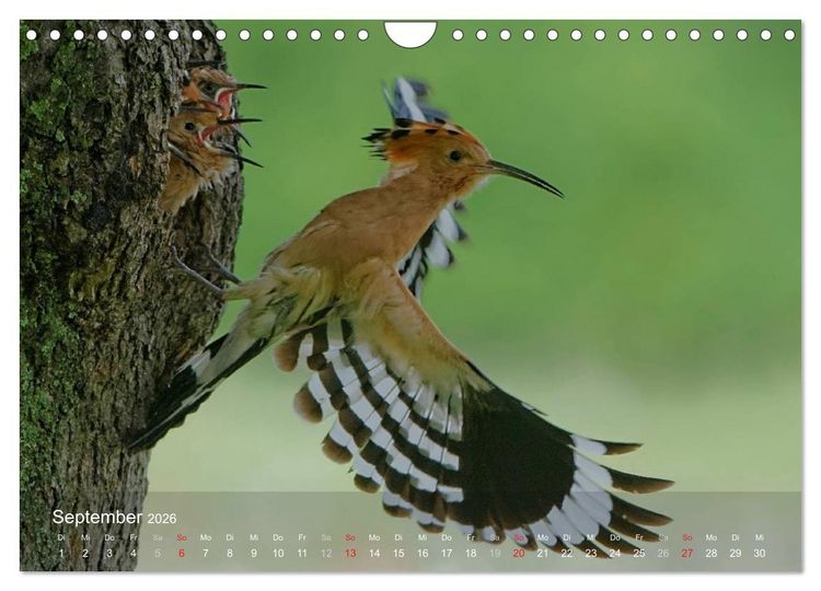 Produktbild: Wiedehopf (Wandkalender 2026 DIN A4 quer), CALVENDO Monatskalender