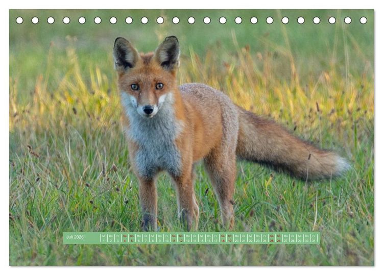 Produktbild: Wolfsburg - einfach tierisch (Tischkalender 2026 DIN A5 quer), CALVENDO Monatskalender
