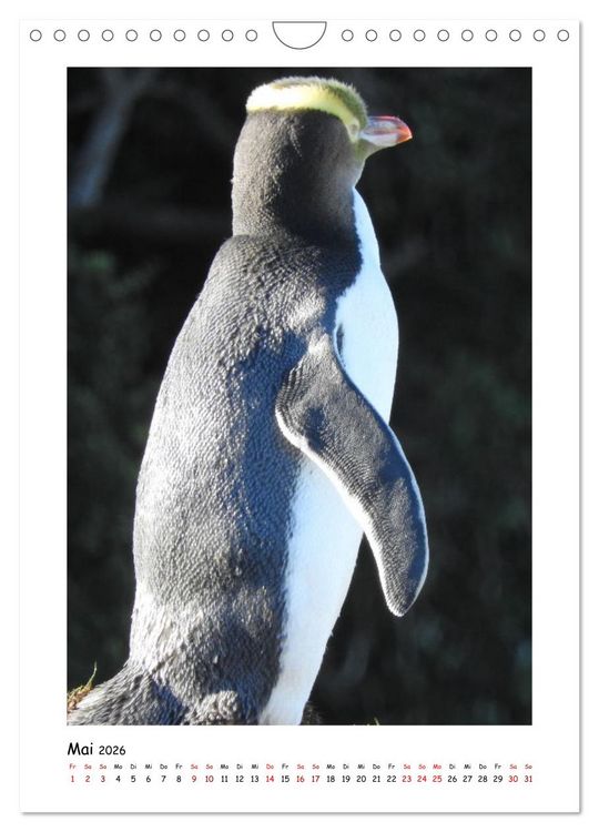 Produktbild: Neuseelands Pelzrobben und Gelbaugenpinguine (Wandkalender 2026 DIN A4 hoch), CALVENDO Monatskalender