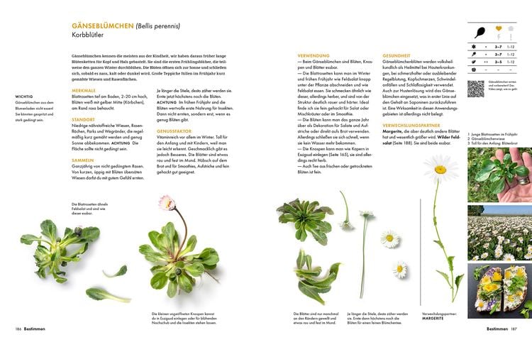 Produktbild: Wildkräuter – Bestimmen, Sammeln, Zubereiten