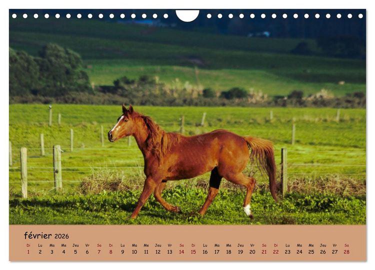 Produktbild: Les animaux de nos fermes (Calendrier mural 2026 DIN A4 vertical), CALVENDO calendrier mensuel
