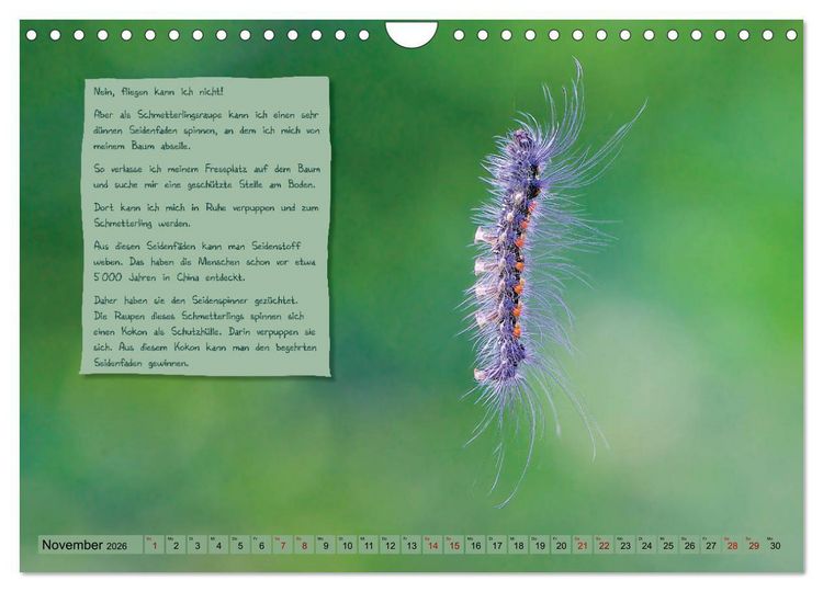 Produktbild: GEOclick Lernkalender: Steckbriefe einheimischer Schmetterlinge (Wandkalender 2026 DIN A4 quer), CALVENDO Monatskalender