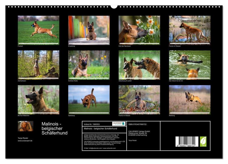 Produktbild: Malinois - belgischer Sch&auml;ferhund (hochwertiger Premium Wandkalender 2026 DIN A2 quer), Kunstdruck in Hochglanz