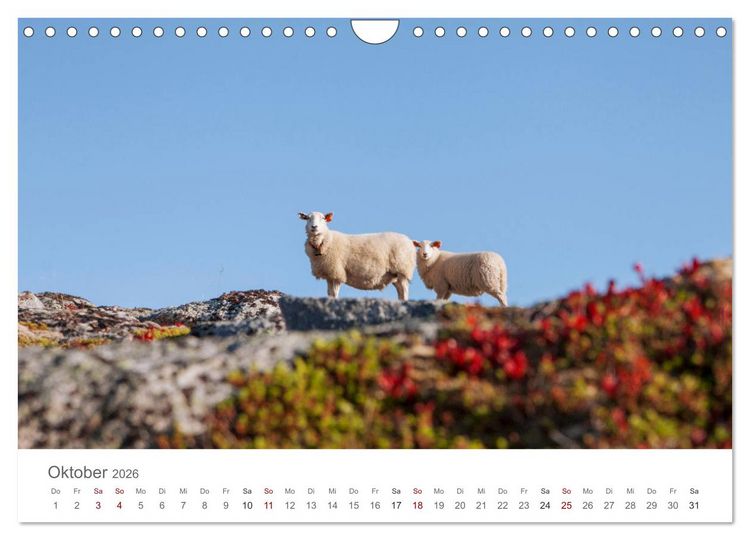 Produktbild: Schafe - Weich und wollig (Wandkalender 2026 DIN A4 quer), CALVENDO Monatskalender