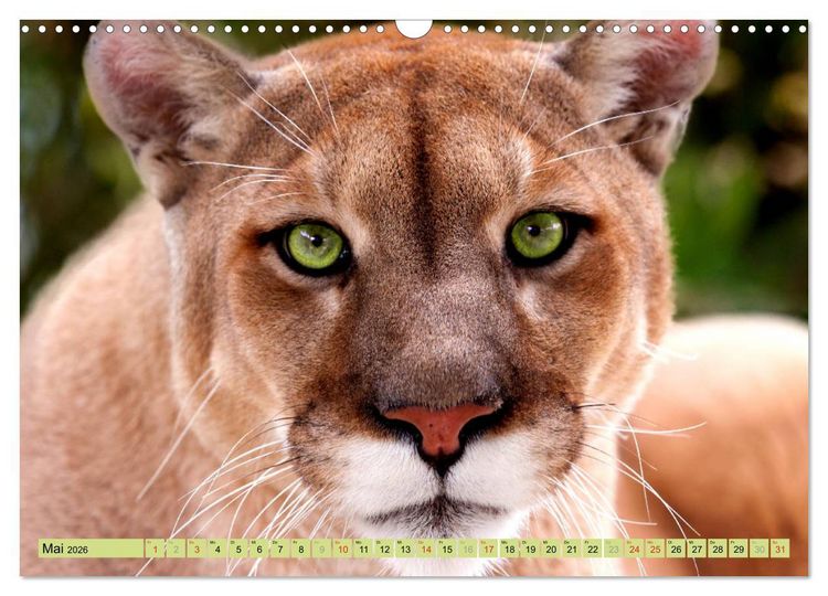 Produktbild: Tiere Schau mir in die Augen (Wandkalender 2026 DIN A3 quer), CALVENDO Monatskalender