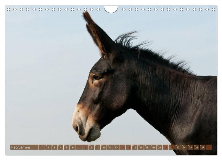 Produktbild: Esel - Sixtus Loreley (Wandkalender 2026 DIN A4 quer), CALVENDO Monatskalender