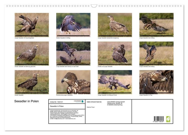 Produktbild: Seeadler in Polen (Wandkalender 2026 DIN A2 quer), CALVENDO Monatskalender