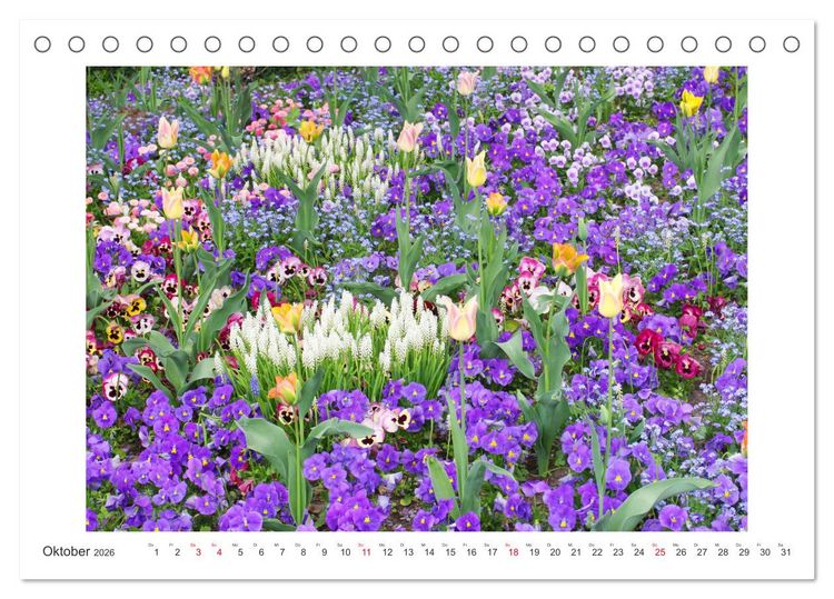 Produktbild: Veilchengew&auml;chse - Stiefm&uuml;tterchen und Hornveilchen (Tischkalender 2026 DIN A5 quer), CALVENDO Monatskalender