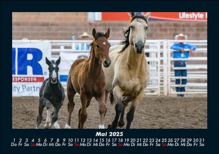 Produktbild: Pferde Kalender 2025 Fotokalender DIN A5
