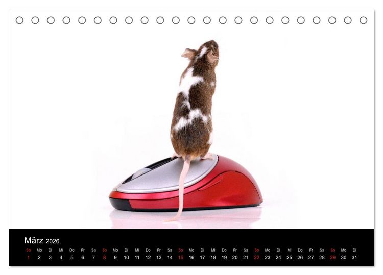 Produktbild: S&uuml;&szlig;e M&auml;use und Coole Ratten (Tischkalender 2026 DIN A5 quer), CALVENDO Monatskalender