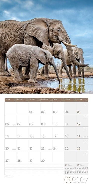 Produktbild: Elefanten Kalender 2027 - 30x30 - Art12