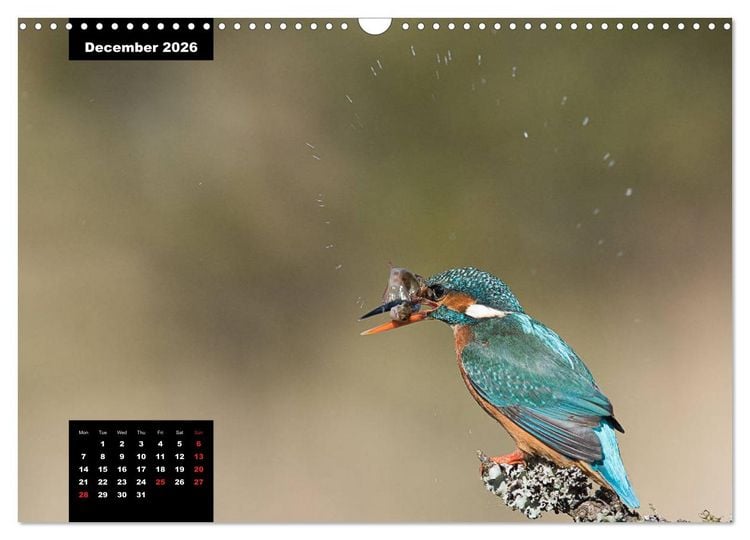 Produktbild: Beautiful birds THE KINGFISHER (Wall Calendar 2026 DIN A3 landscape), CALVENDO 12 Month Wall Calendar
