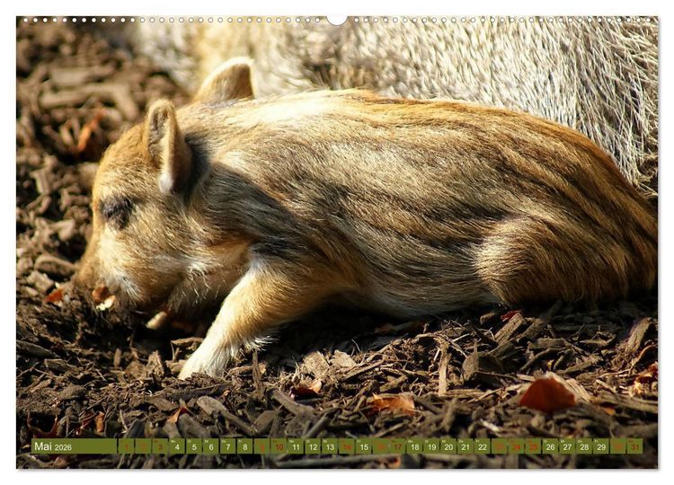 Produktbild: Wildschweins Kinderstube - Freche Frischlinge (Wandkalender 2026 DIN A2 quer), CALVENDO Monatskalender