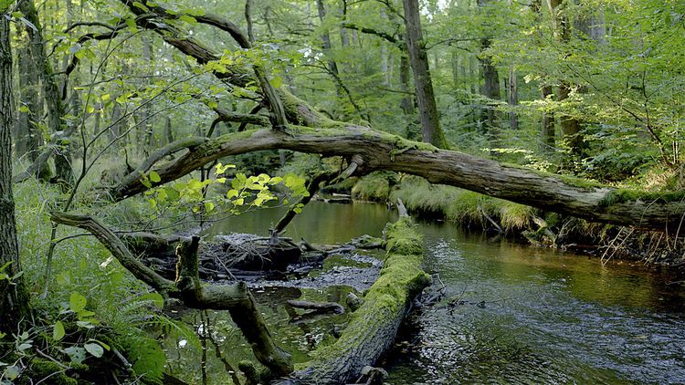 Produktbild: Terra X - Unsere W&auml;lder