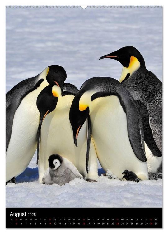 Produktbild: Pinguine - Wackeln im Thermo-Frack (hochwertiger Premium Wandkalender 2026 DIN A2 hoch), Kunstdruck in Hochglanz