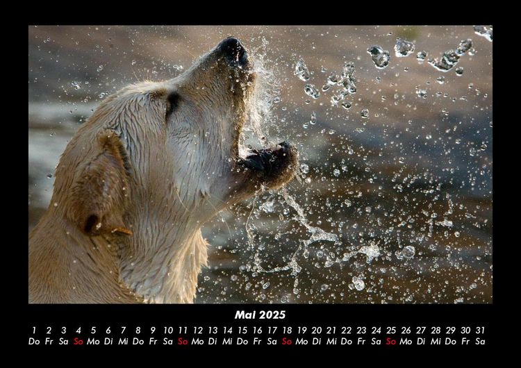 Produktbild: Hunde 2025 Fotokalender DIN A3