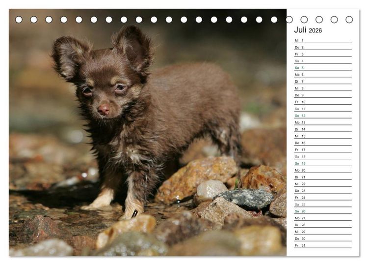 Produktbild: Chihuahuas - kleine Herzensbrecher (Tischkalender 2026 DIN A5 quer), CALVENDO Monatskalender
