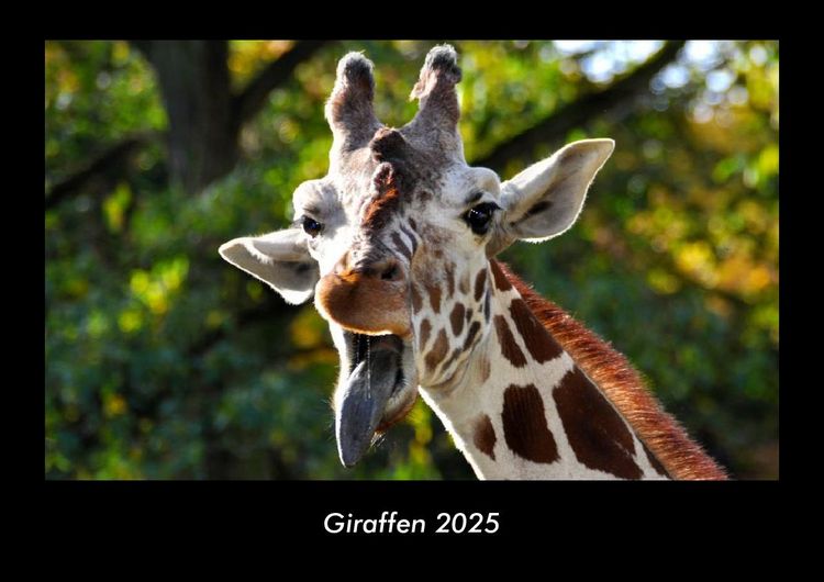 Produktbild: Giraffen 2025 Fotokalender DIN A3