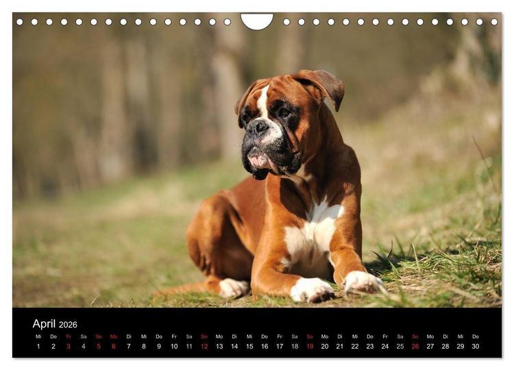 Produktbild: Boxer ? Was sonst ! (Wandkalender 2026 DIN A4 quer), CALVENDO Monatskalender