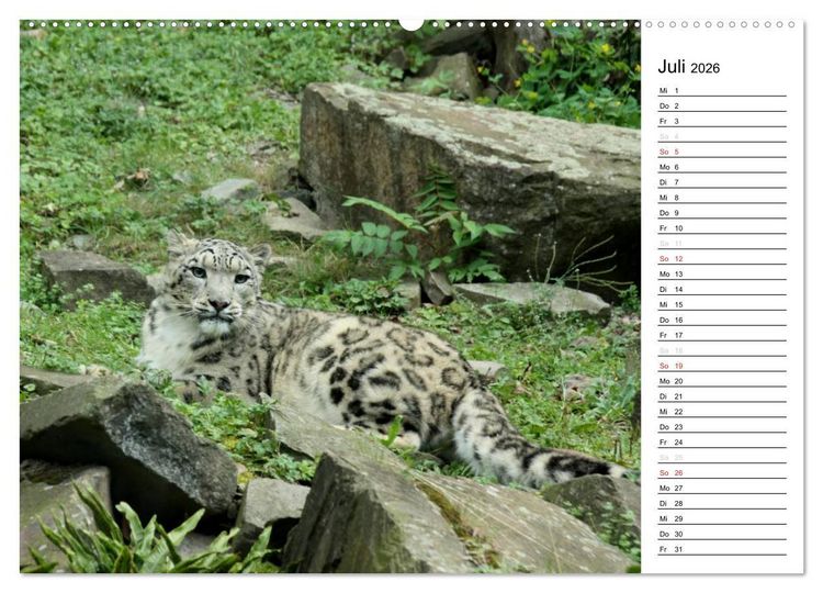 Produktbild: Der Schneeleopard (Wandkalender 2026 DIN A2 quer), CALVENDO Monatskalender