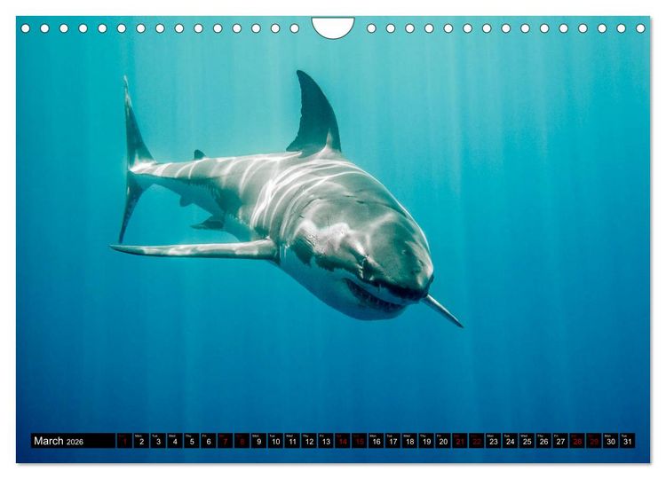 Produktbild: The Great White Shark: King of the Ocean (Wall Calendar 2026 DIN A4 landscape), CALVENDO 12 Month Wall Calendar