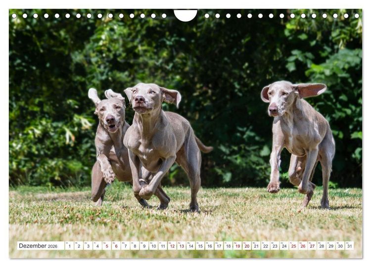 Produktbild: Unsere Freunde auf vier Pfoten - Hunde (Wandkalender 2026 DIN A4 quer), CALVENDO Monatskalender