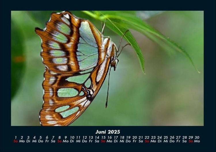Produktbild: Bunte Pracht der Schmetterlinge 2025 Fotokalender DIN A4