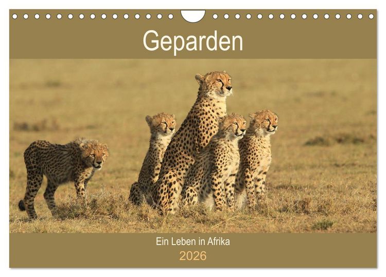 Produktbild: Geparden - Ein Leben in Afrika (Wandkalender 2026 DIN A4 quer), CALVENDO Monatskalender