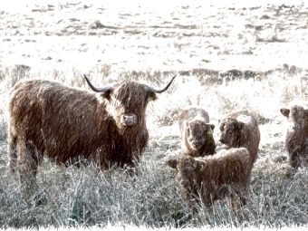 Produktbild: CALVENDO Puzzle Schottisches Hochlandrind in Glencoe | 1000 Teile Lege-Gr&ouml;&szlig;e 64x48cm Foto-Puzzle f&uuml;r gl&uuml;ckliche Stunden