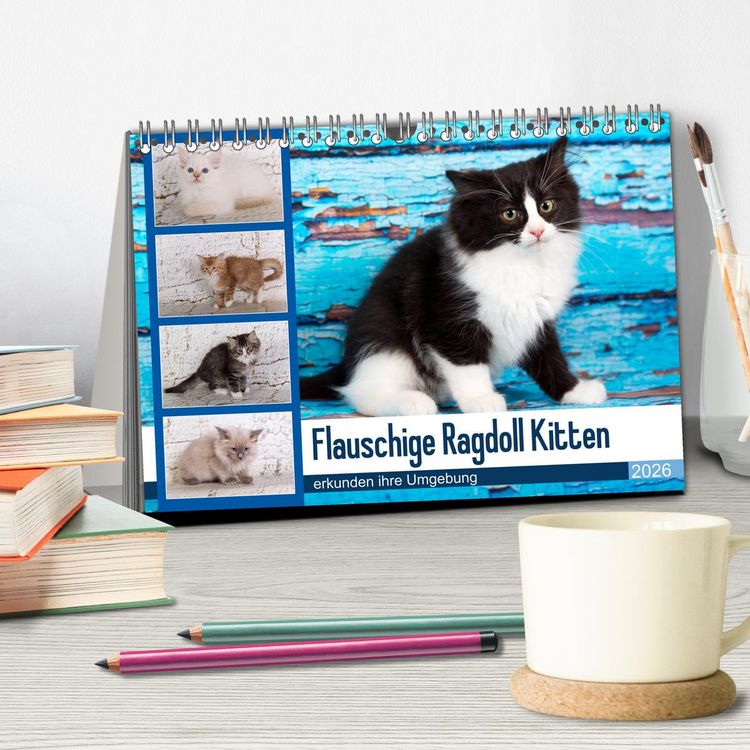 Produktbild: Flauschige Ragdoll Kitten (Tischkalender 2026 DIN A5 quer), CALVENDO Monatskalender