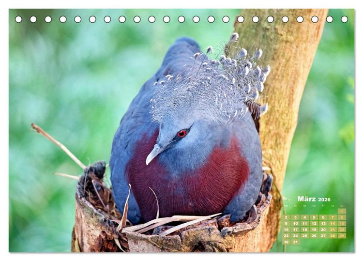 Produktbild: Tauben: vielfarbiges Gefieder und pr&auml;chtige Federkrone (Tischkalender 2026 DIN A5 quer), CALVENDO Monatskalender