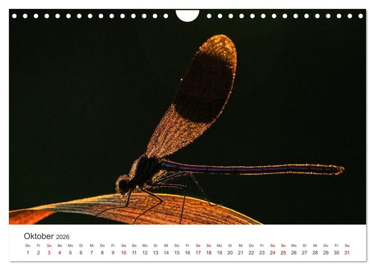 Produktbild: Naturjuwel Haspelmoor (Wandkalender 2026 DIN A4 quer), CALVENDO Monatskalender