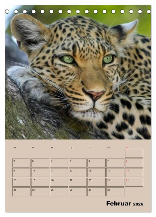 Produktbild: Gro&szlig;katzen. Raubkatzengesichter (Tischkalender 2026 DIN A5 hoch), CALVENDO Monatskalender