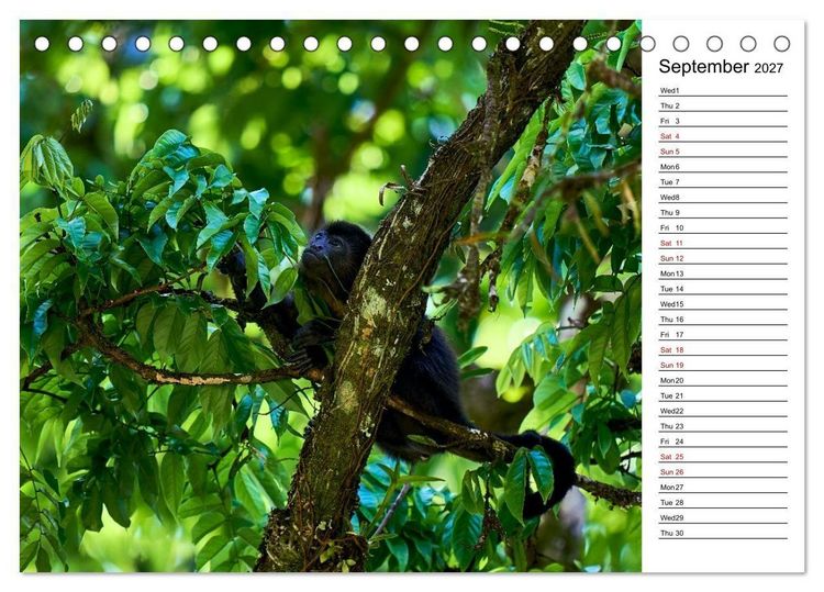 Produktbild: Feel the Wild &ndash; Costa Rica (Desk Calendar 2027 DIN A5 landscape), CALVENDO 12 Month DeskCalendar