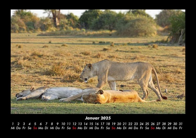 Produktbild: L&ouml;wen in der Wildnis 2025 Fotokalender DIN A3